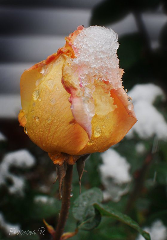 роза в снегу - Римма Федорова