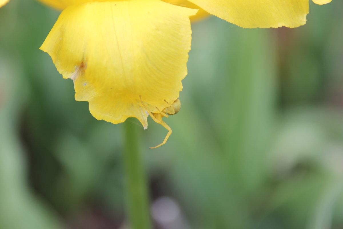 Желтый паучок на желтом тюльпане - Натали 