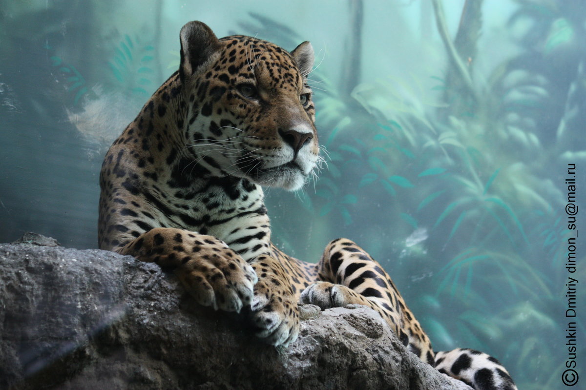 Леопард - Дмитрий Сушкин