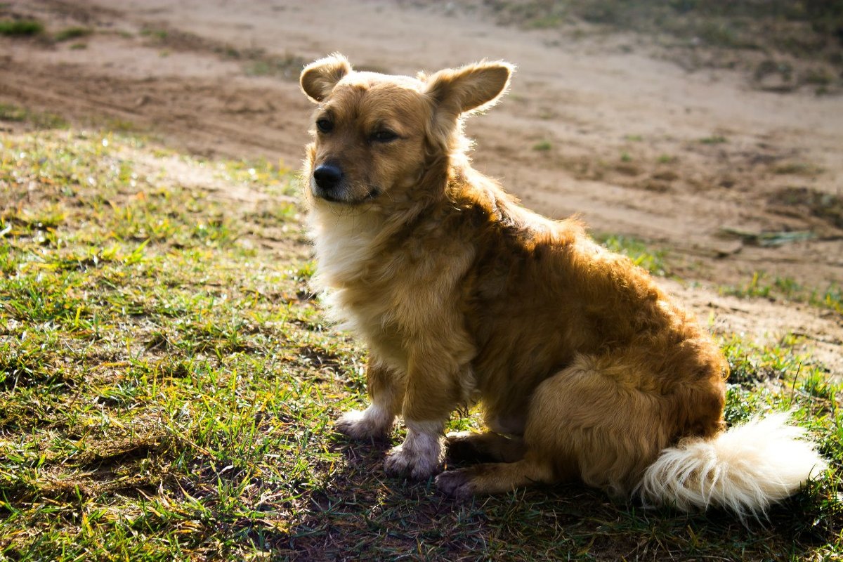 Пёс в осенних лучах солнца - Арина Зотова