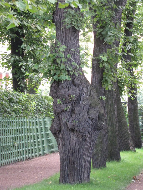 Деревья Летнего сада - Ольга Иргит