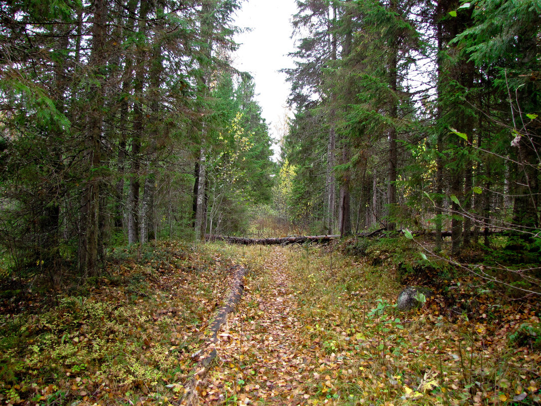 Лес - Павел Кузнецов