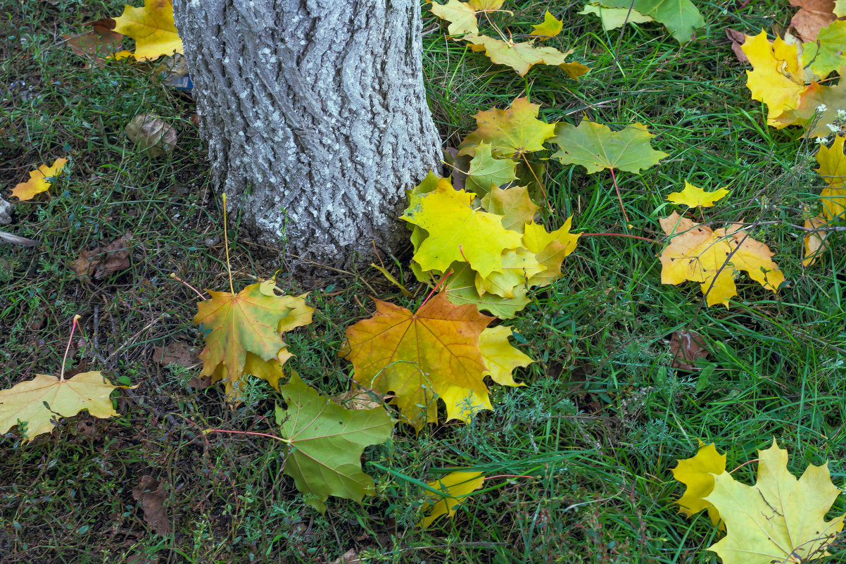 Листья под деревом - Юрий Стародубцев