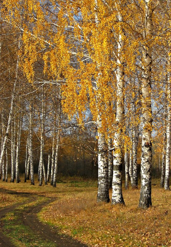 Золотая осень - Olenka 