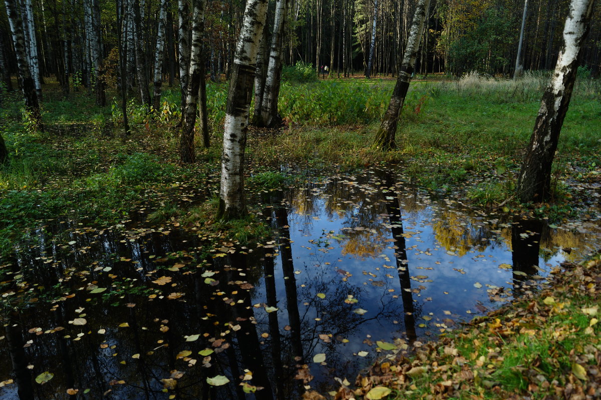 Осень в лесу... - Andy Bayt