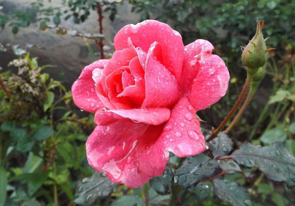 роза - sashikandr 