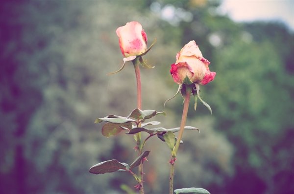 Розы - Аленка 