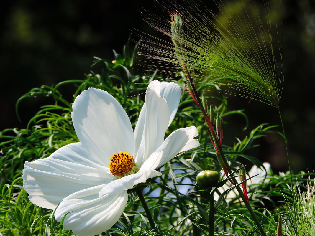 Beauty of summer - Anna L