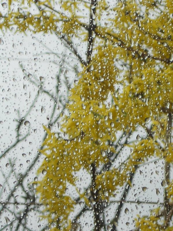 Весенний дождь похож на мятный коктейль с кубиками льда. Коктейль из весны, так напоминающий лето… © - Оксана #