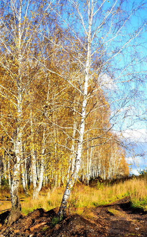 Осенняя прогулка - Евгения Сихова
