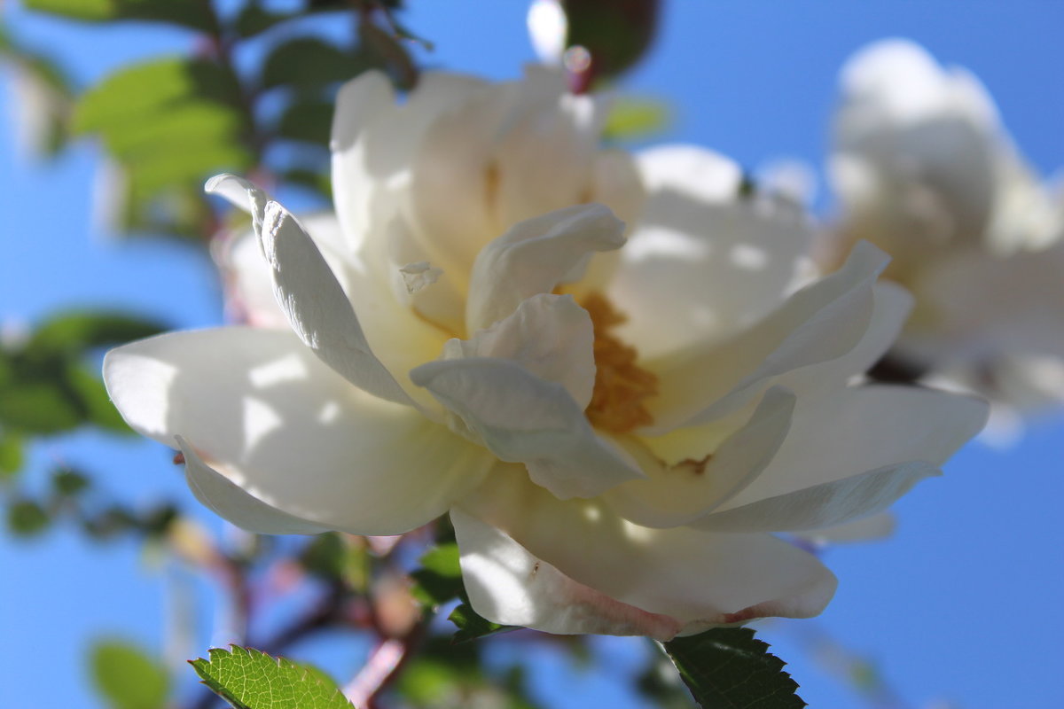 Белая роза - Наталья Запольских