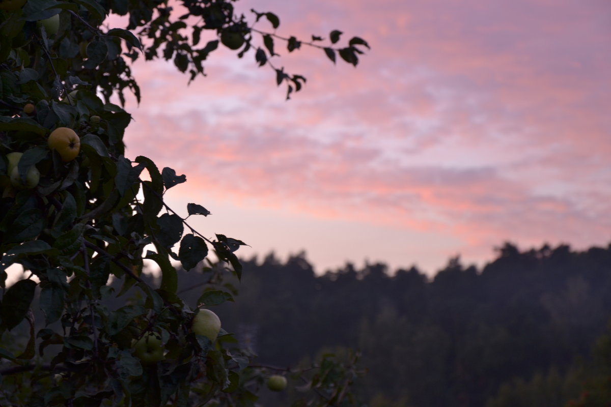 Яблоня в закате - Светлана 