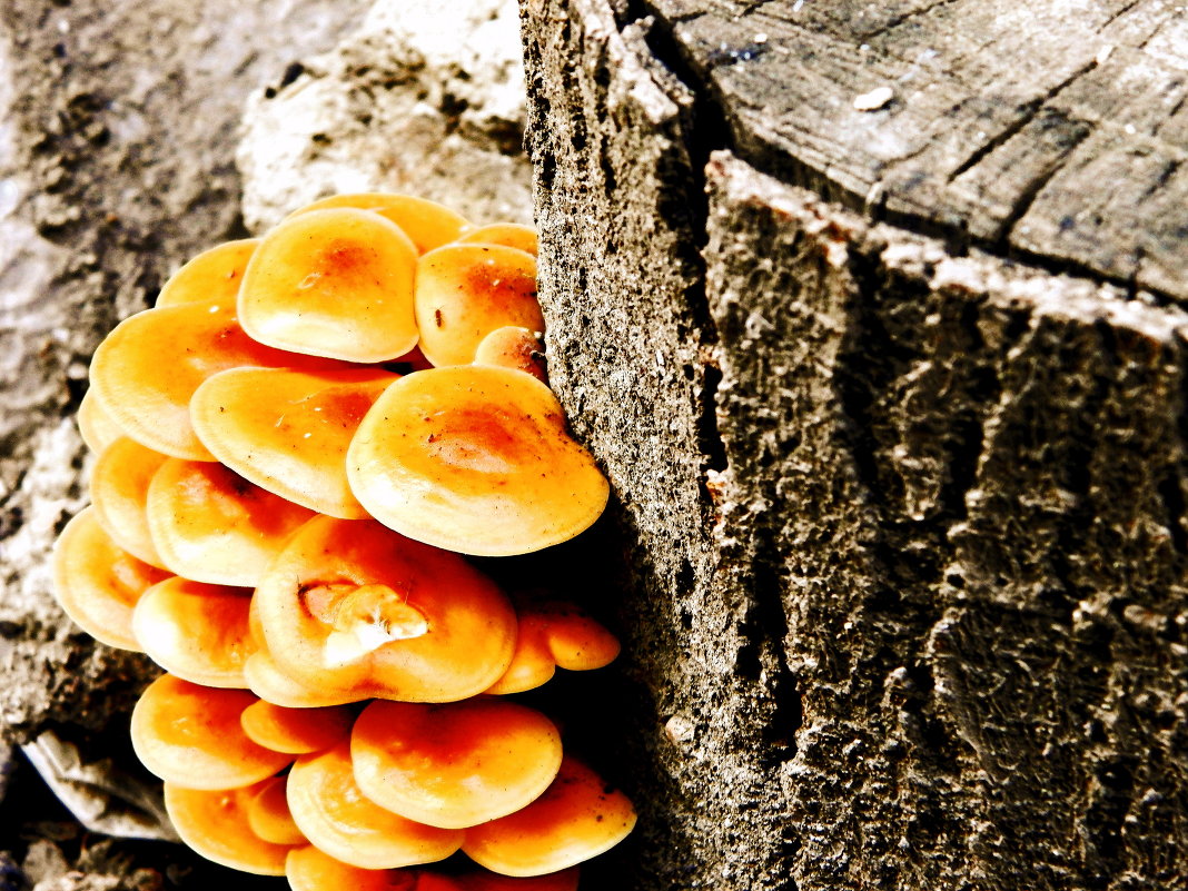 грибы - Arti Aban