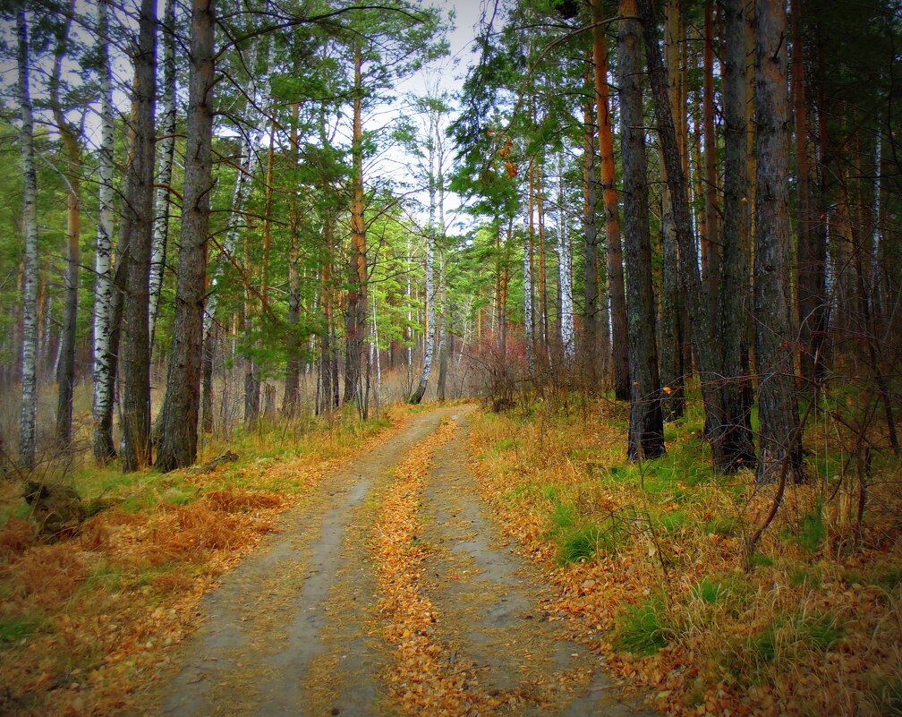 Лесные дороги во дремучем во лесу. - Мила Бовкун