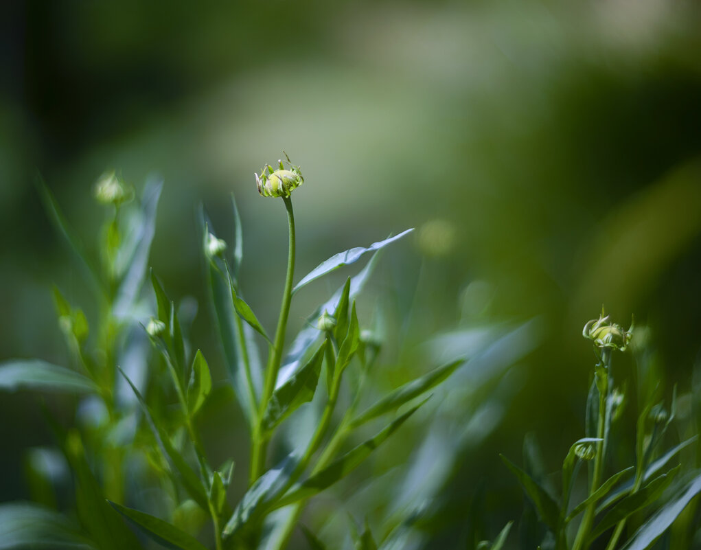 buds - Zinovi Seniak