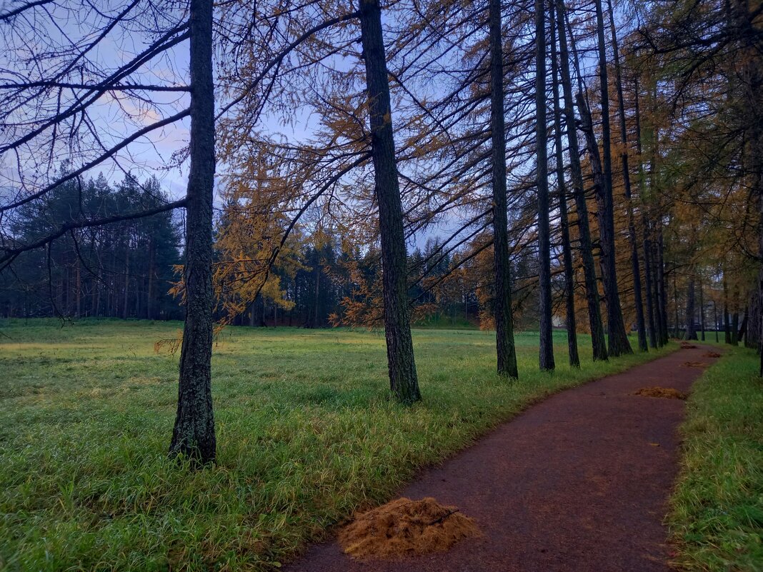 Рассвет - Сапсан 