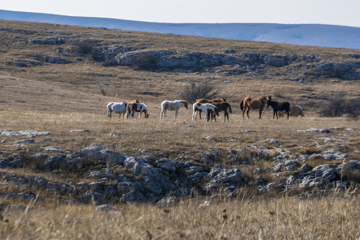 Одичавшие лошадки в Крыму - Александр Буторин