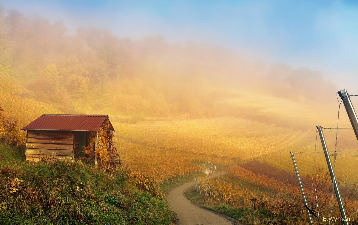 autumn by vineyards - Elena Wymann