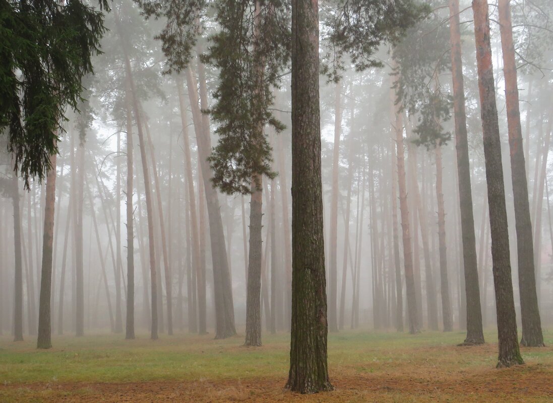 Туман в лесу - Андрей Снегерёв