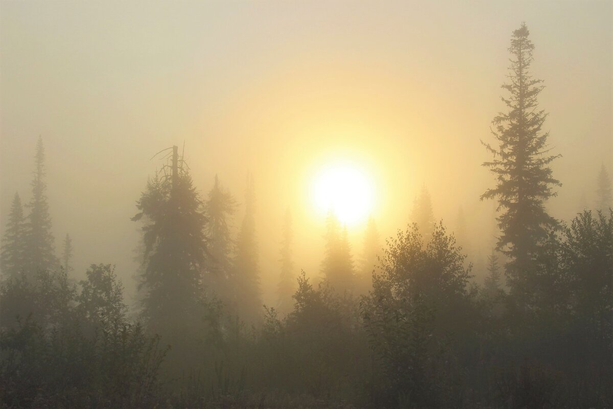 Солнце восходит в тумане - Сергей Чиняев 