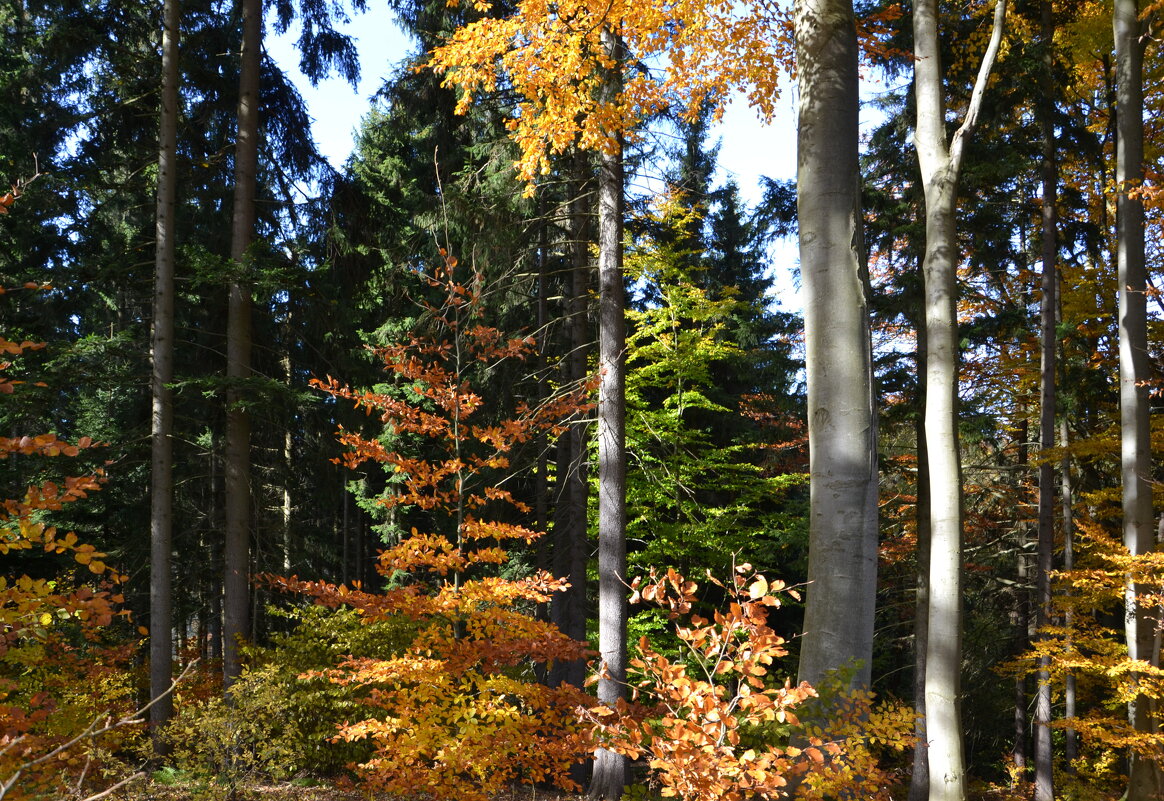 Яркие краски осеннего леса - tamara *****