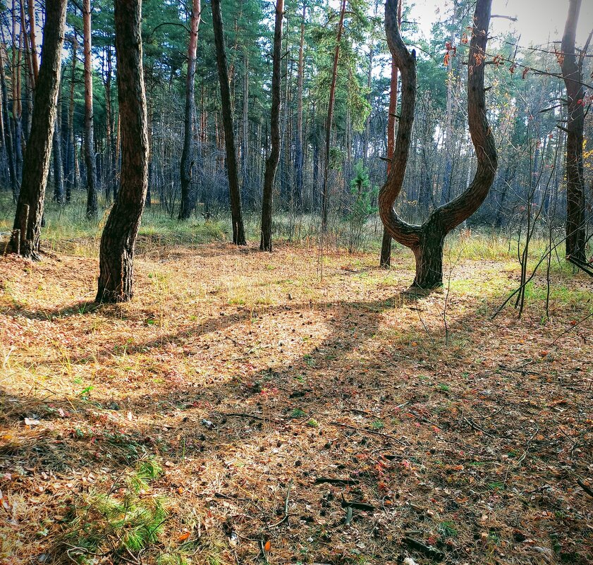 Осень в лесу - София 