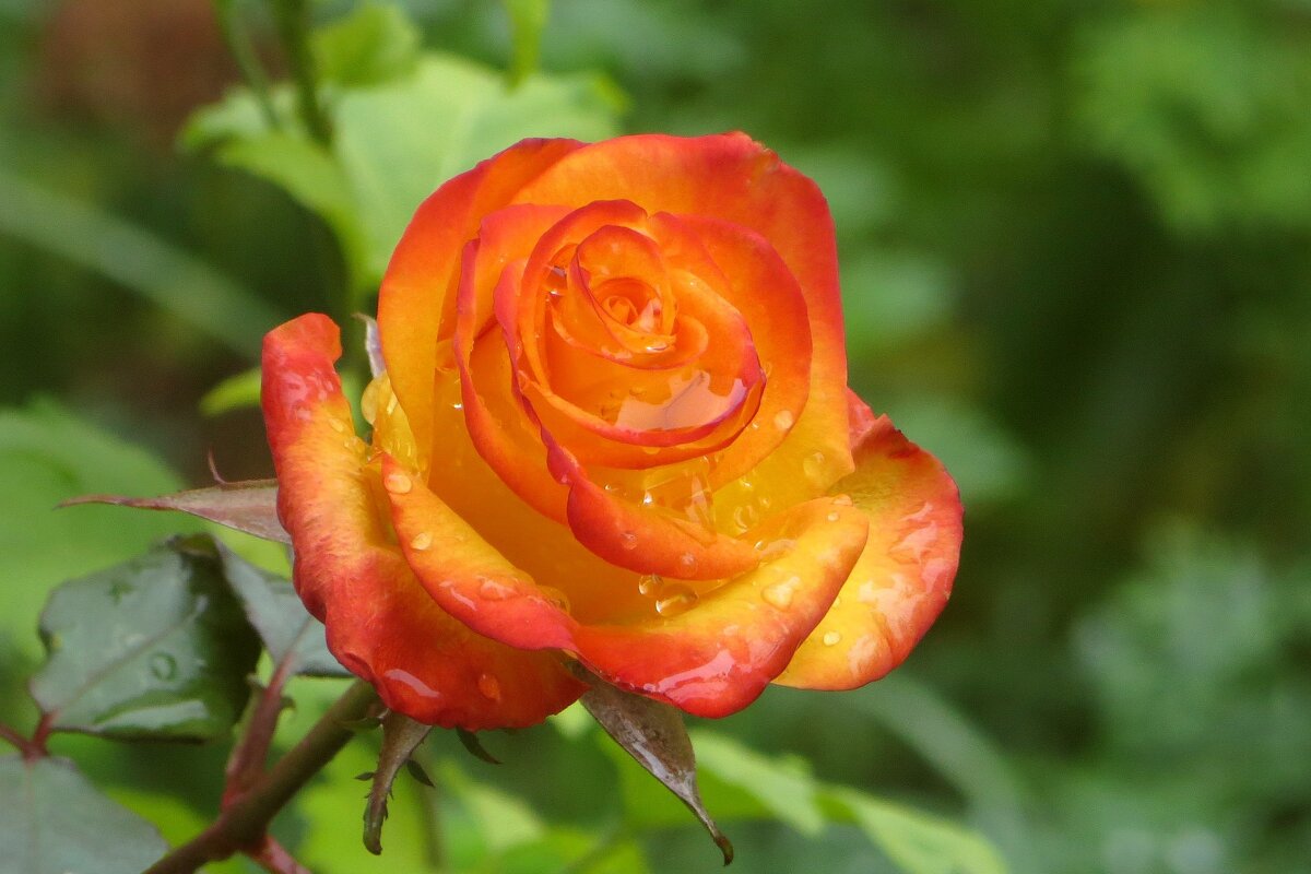 Ноябрьские розы ещё радуют своей красотой и неповоримым ароматом - Татьяна Смоляниченко