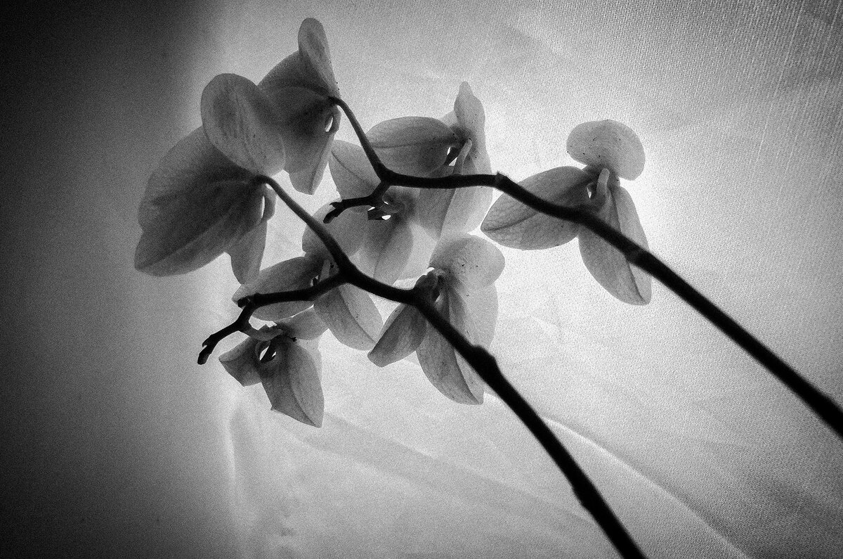 Орхидея - Женя Лацис
