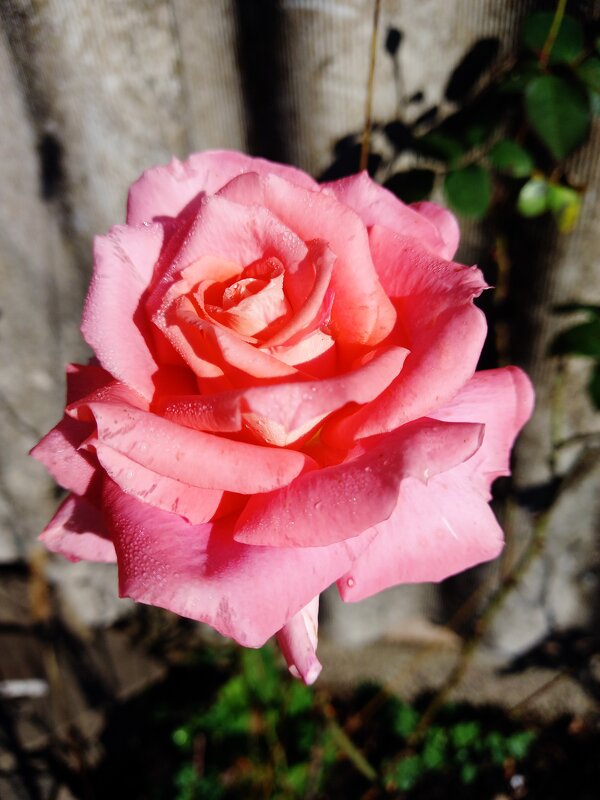 Последние розы в саду,.. ещё цветут - Татьяна 