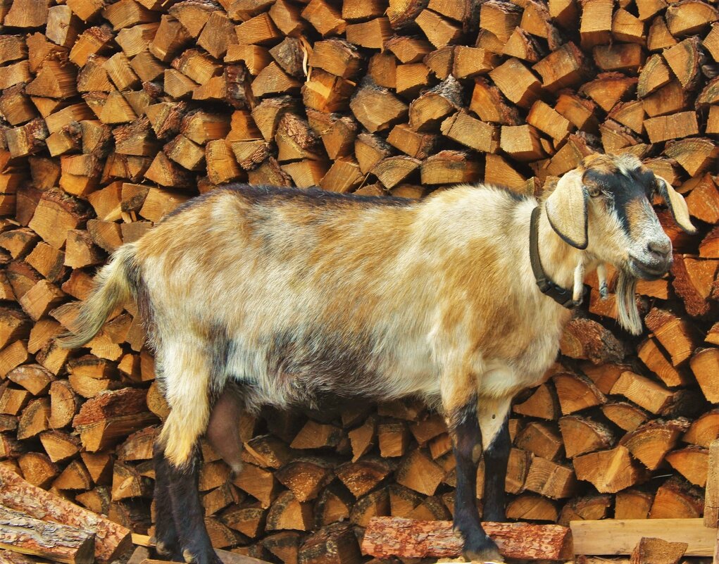 Старшая коза - Сергей Чиняев 