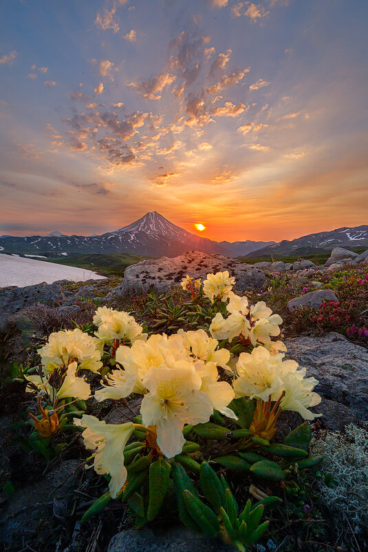 Цветы и Вулканы - Денис Будьков