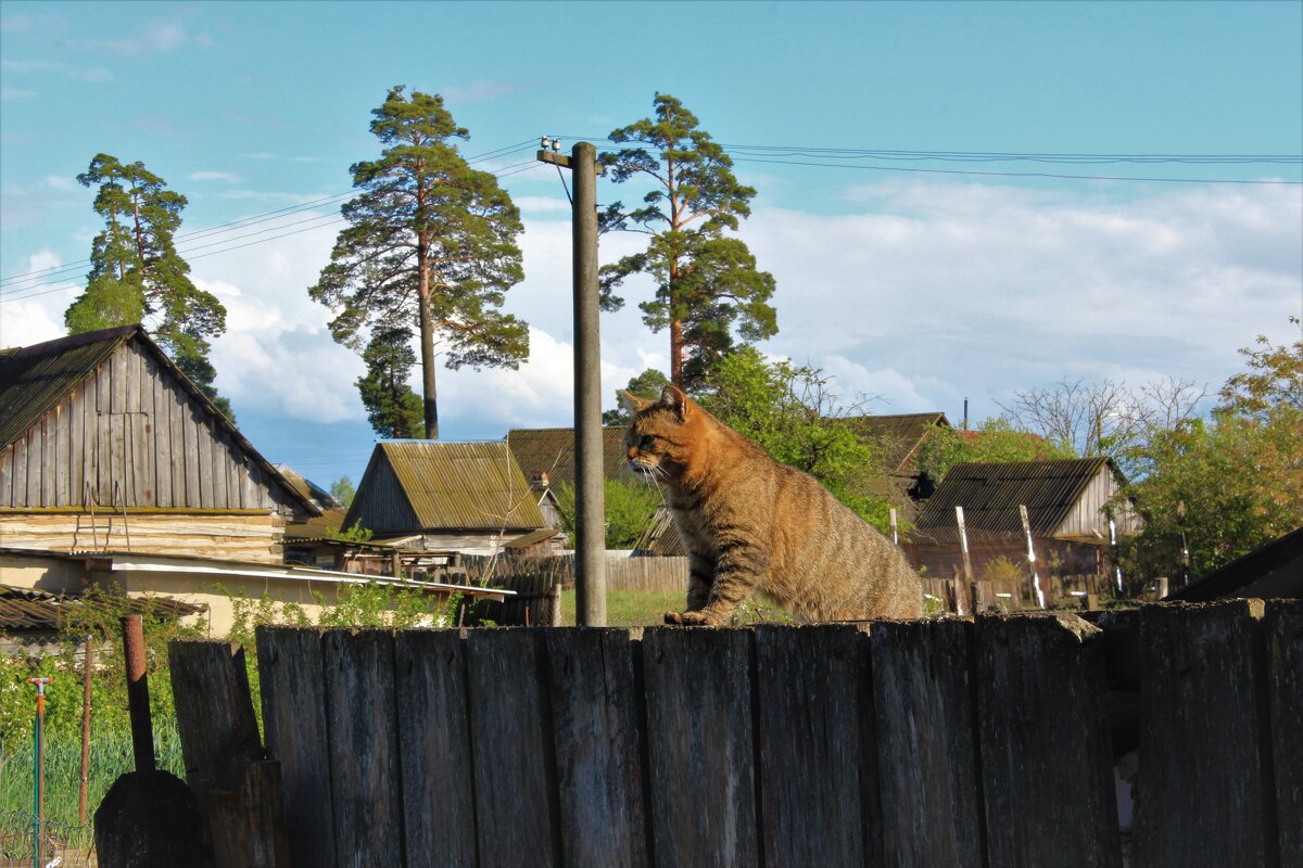 Кот соседский - На кошечку глядит,  И громко по-кошачьи Ей "Мяу!" говорит. - Ирина Климченкова