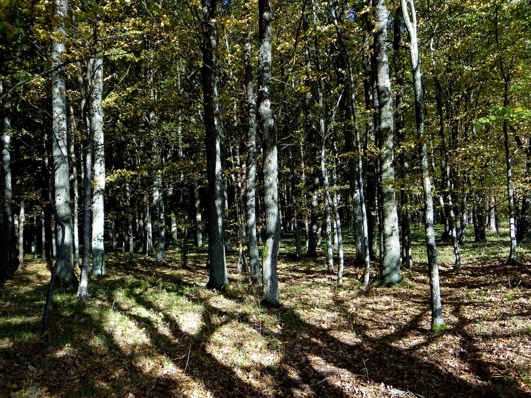 Осенний лес светотени - Антонина Гугаева