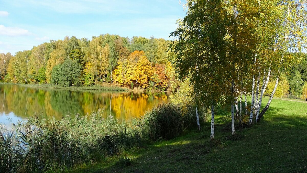 Осенний пейзаж с берёзками (из поездок по области). - Милешкин Владимир Алексеевич 