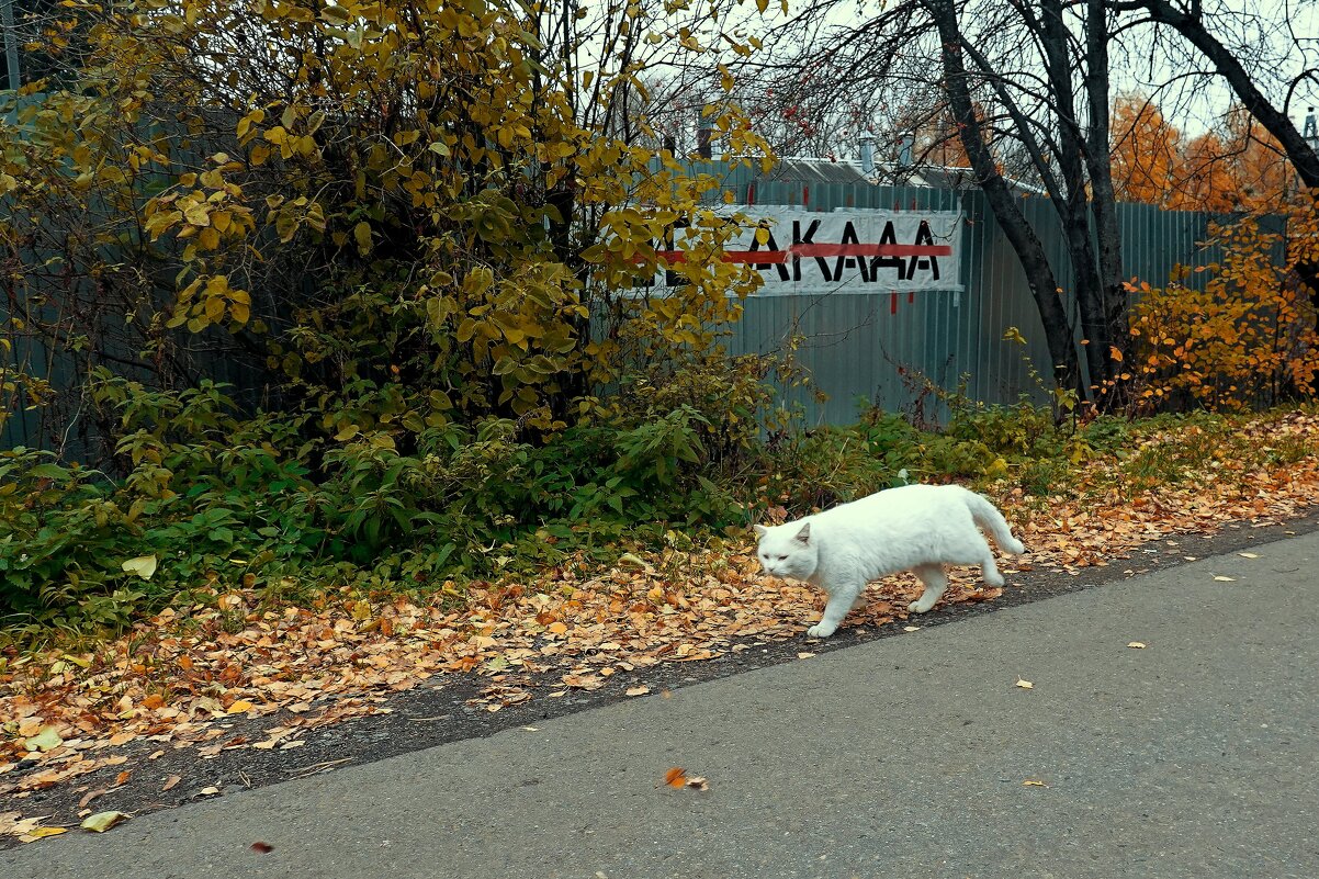 Крадётся Зима неспеша, осторожно. - Татьяна Помогалова