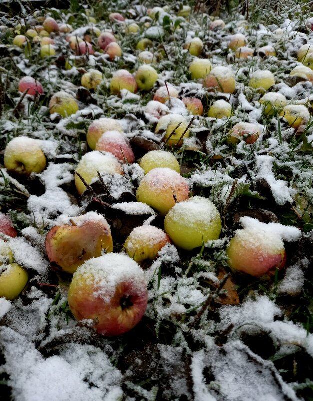 Яблоки под снегом - Александр Селин
