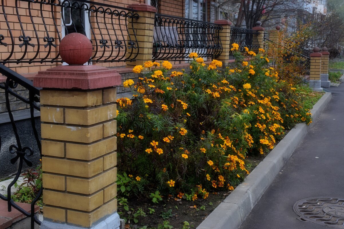 Цветы на нашей улице. - Татьяна Помогалова