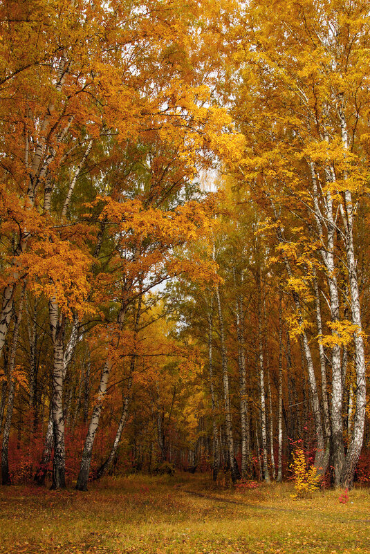 Осенний лес - Tatyana Garanova