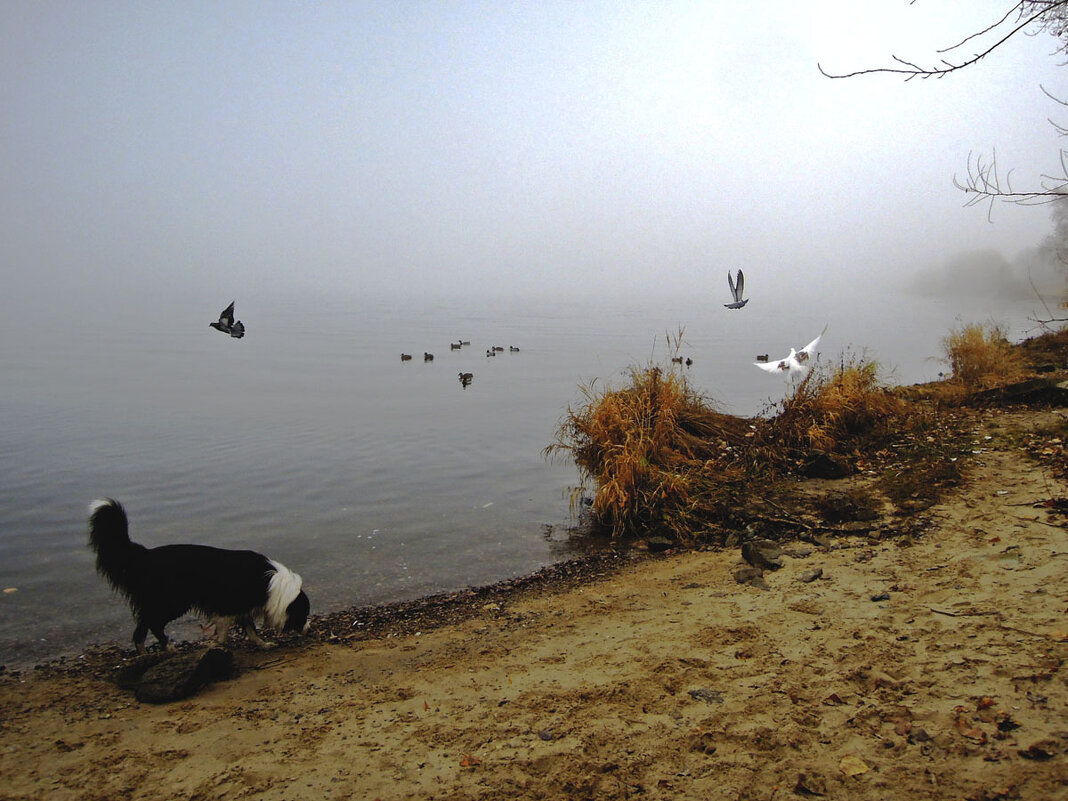 Туманным утром на реке... - Тамара Бедай 
