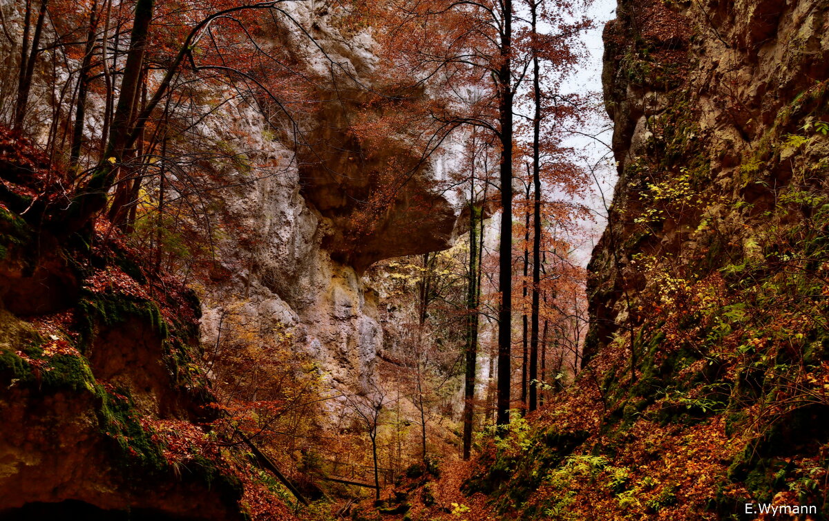 Autumn forest - Elena Wymann