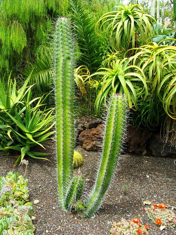 Кактусы и алоэ - привычные растения на Тенерифе. - Лия ☼