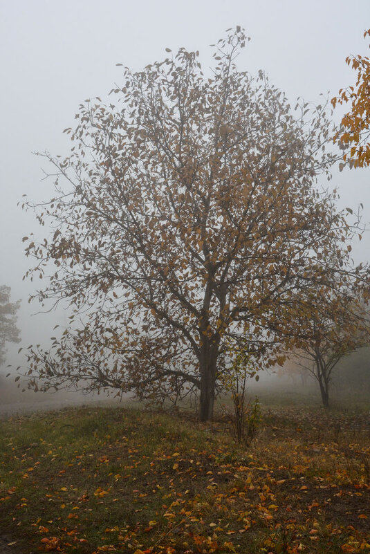 дерево в тумане. - Ангелина Лаврентьева 