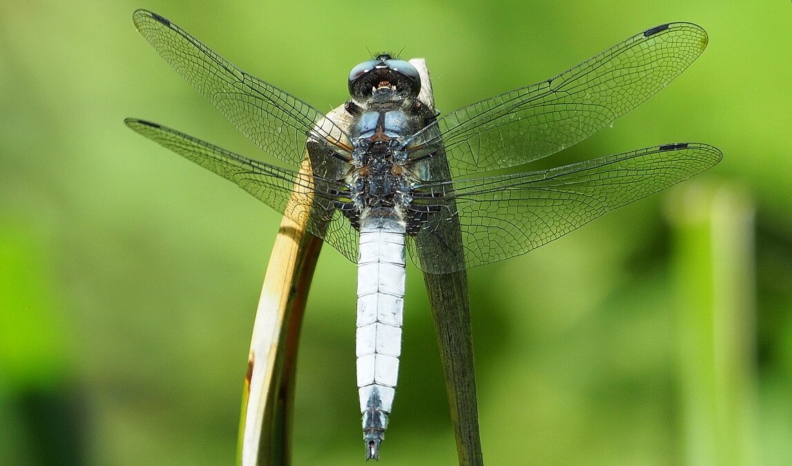 Стрекоза решётчатая самец  Orthetrum cancellatum - wea *