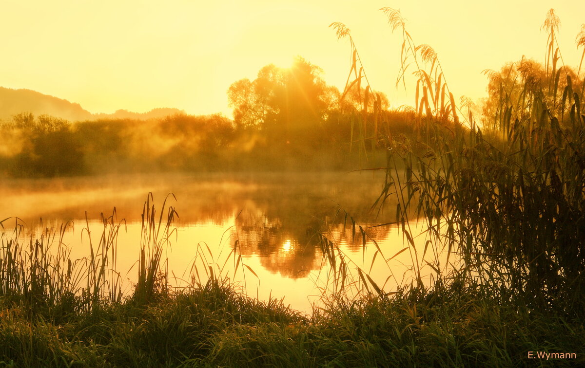 misty morning - Elena Wymann