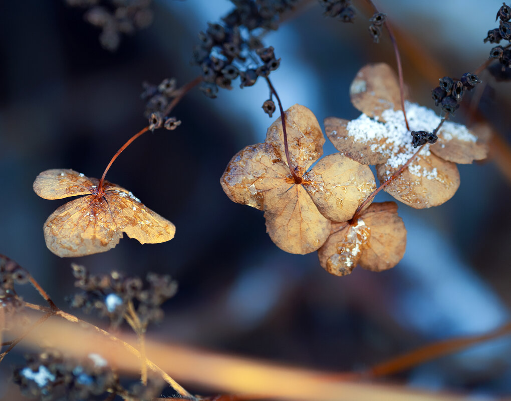 hydrangea - Zinovi Seniak