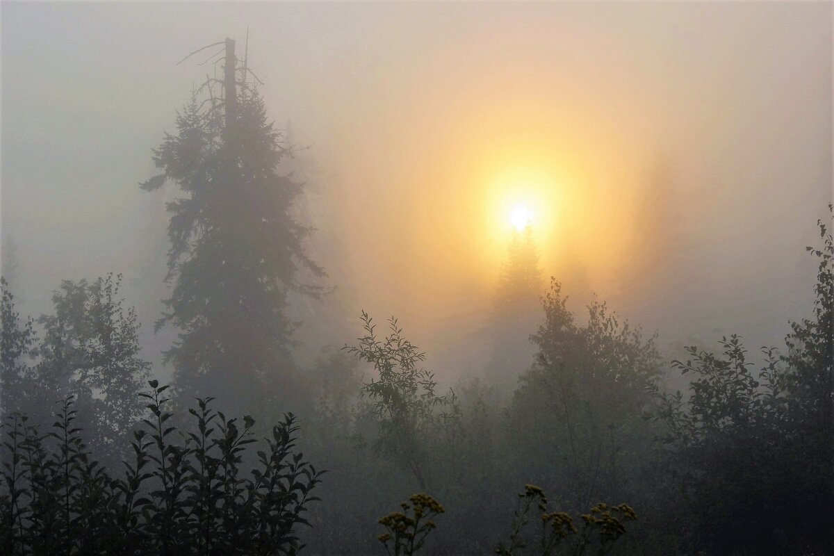 Вновь солнце восходит в тумане - Сергей Чиняев 