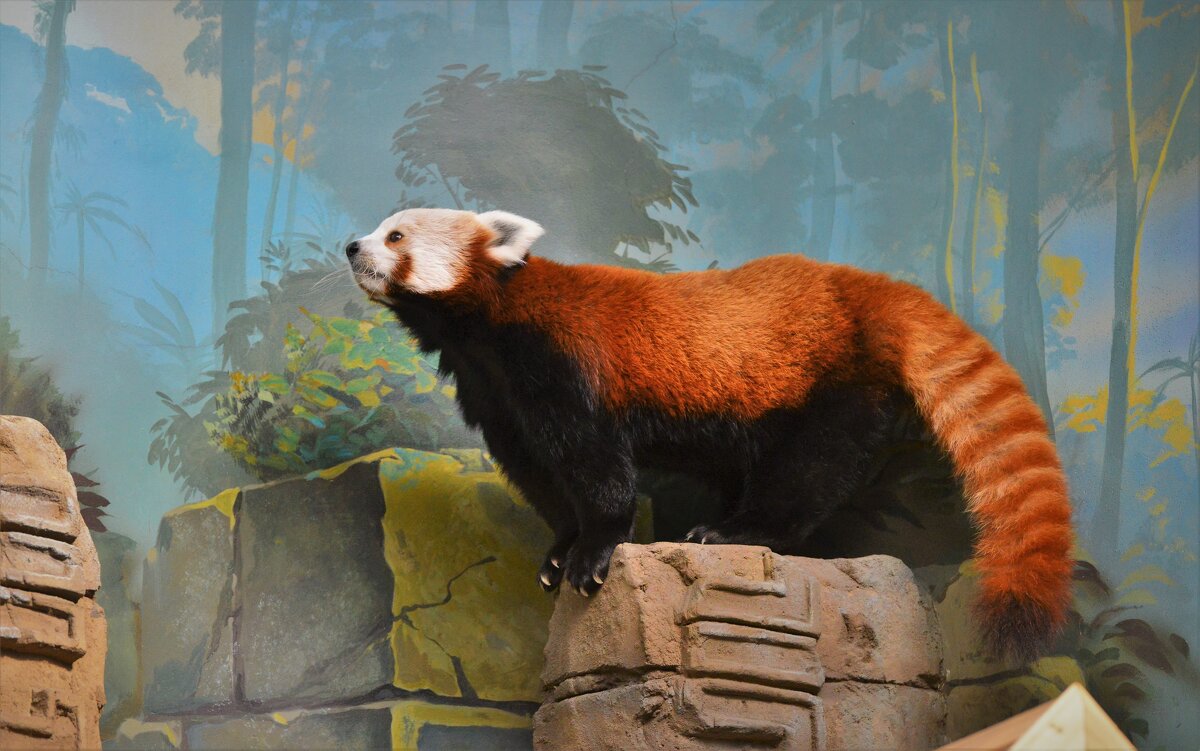 Красная панда - Константин Анисимов