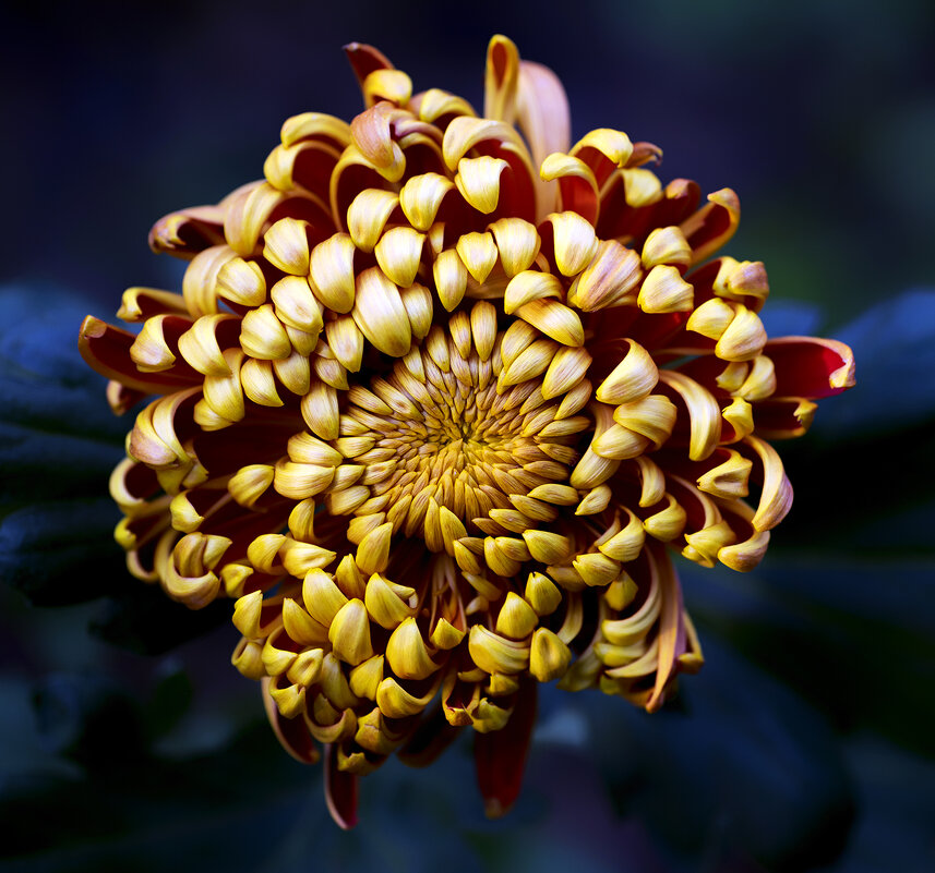 chrysanthemum - Zinovi Seniak