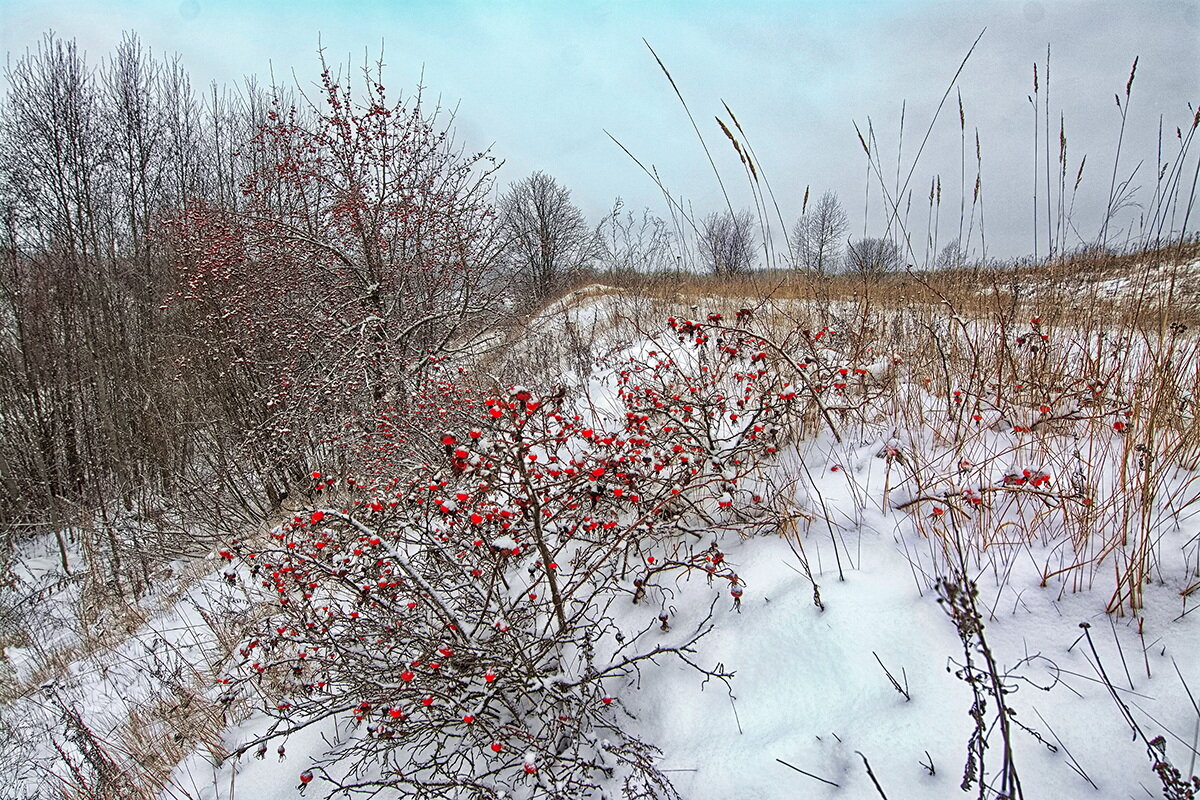 Зимний шиповник - Юрий Митенёв