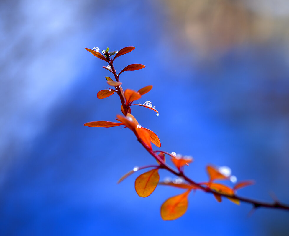 frozen drops - Zinovi Seniak